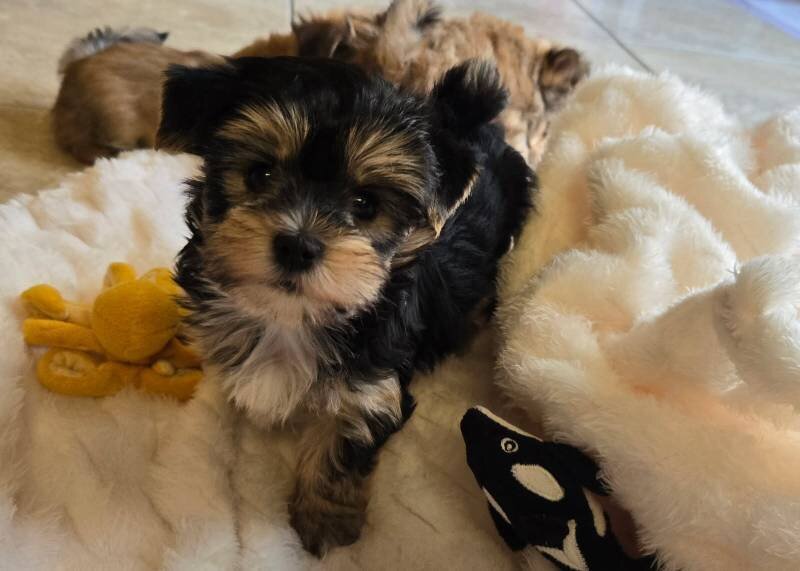 Morki Sweet puppies image 1