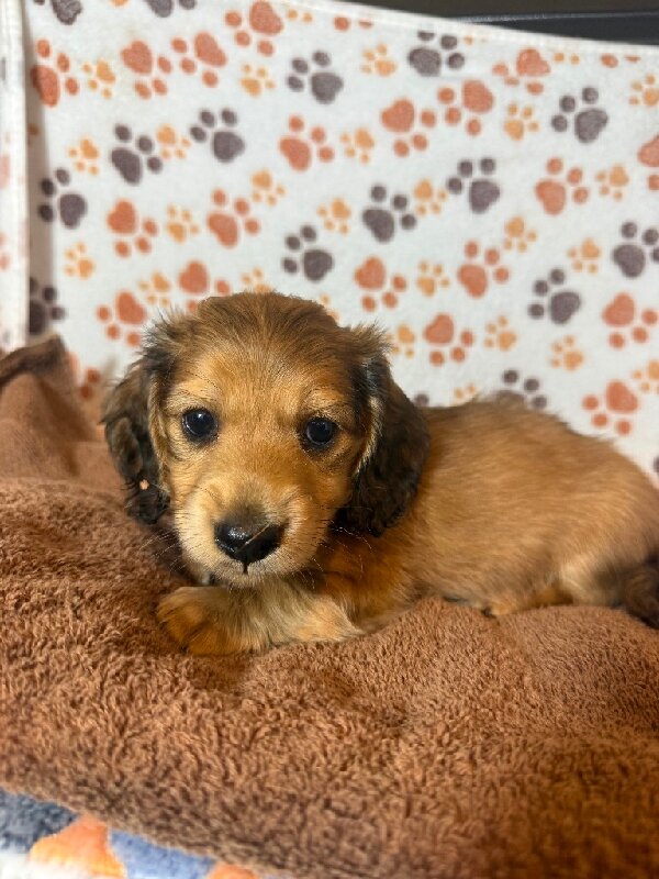 Dachshund mini image 2
