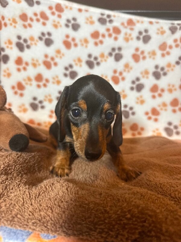 Dachshund mini image 1