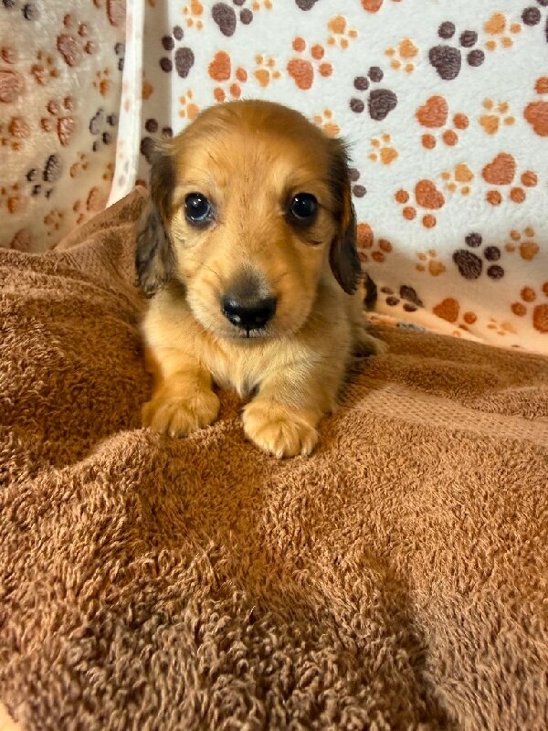Dachshund mini image 3