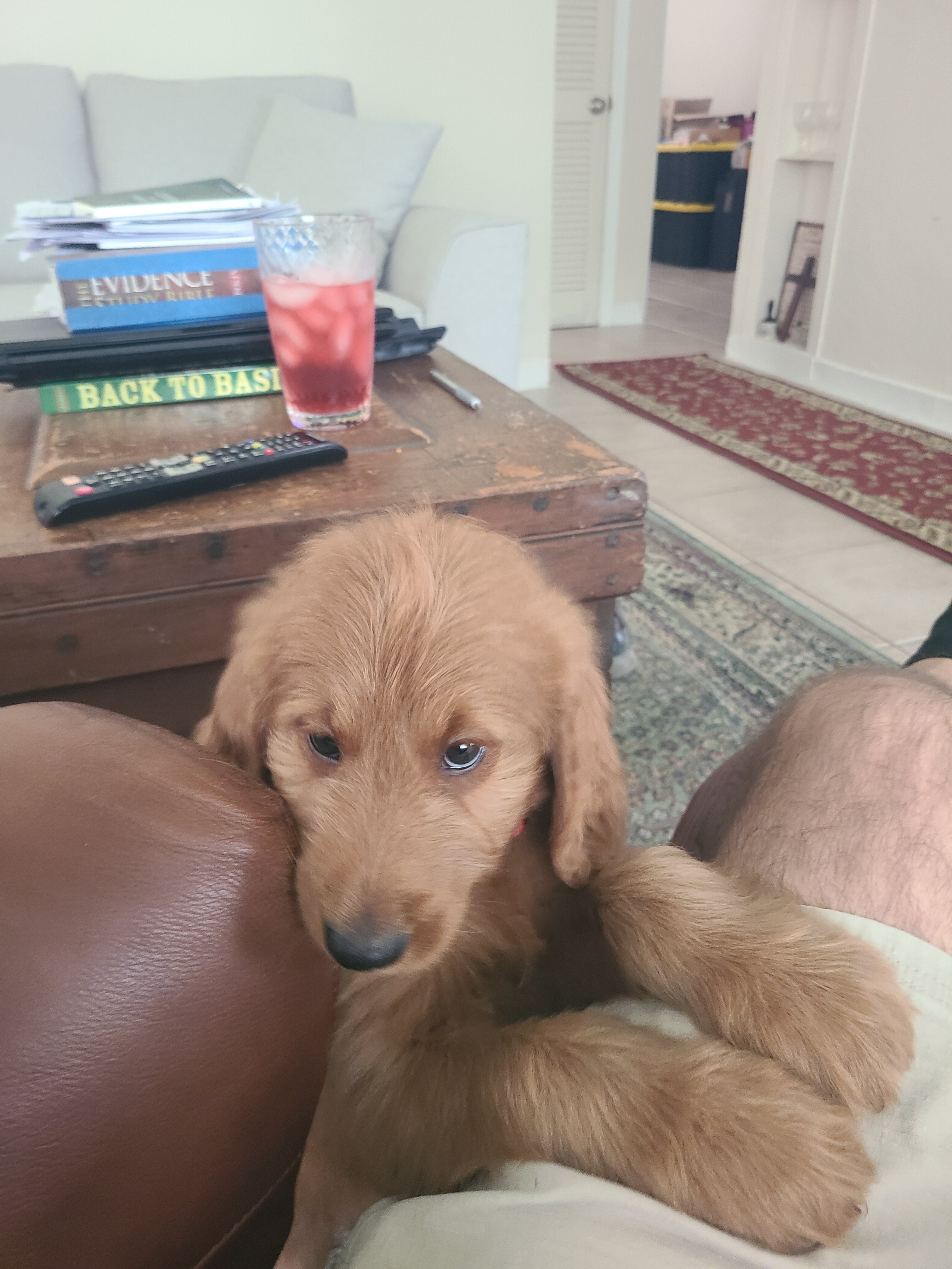 Goldendoodle Puppy image 2