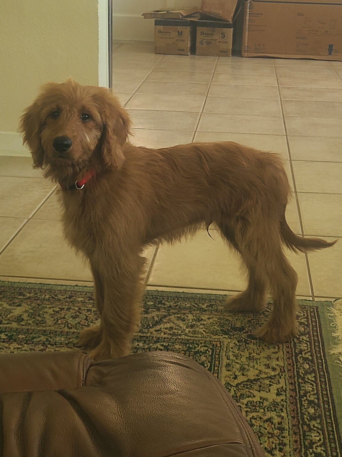 Goldendoodle Puppy image 4