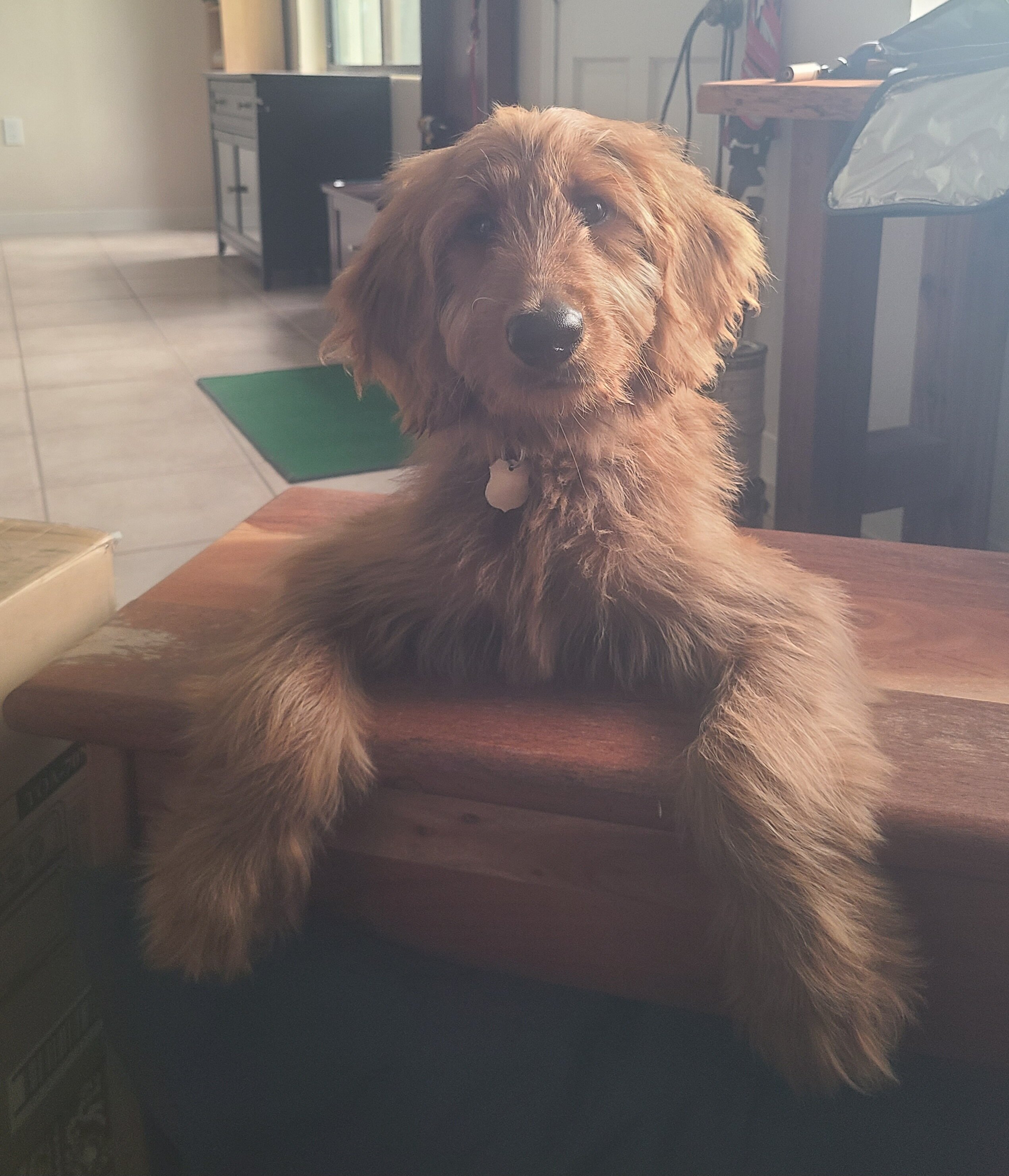 Goldendoodle Puppy image 5