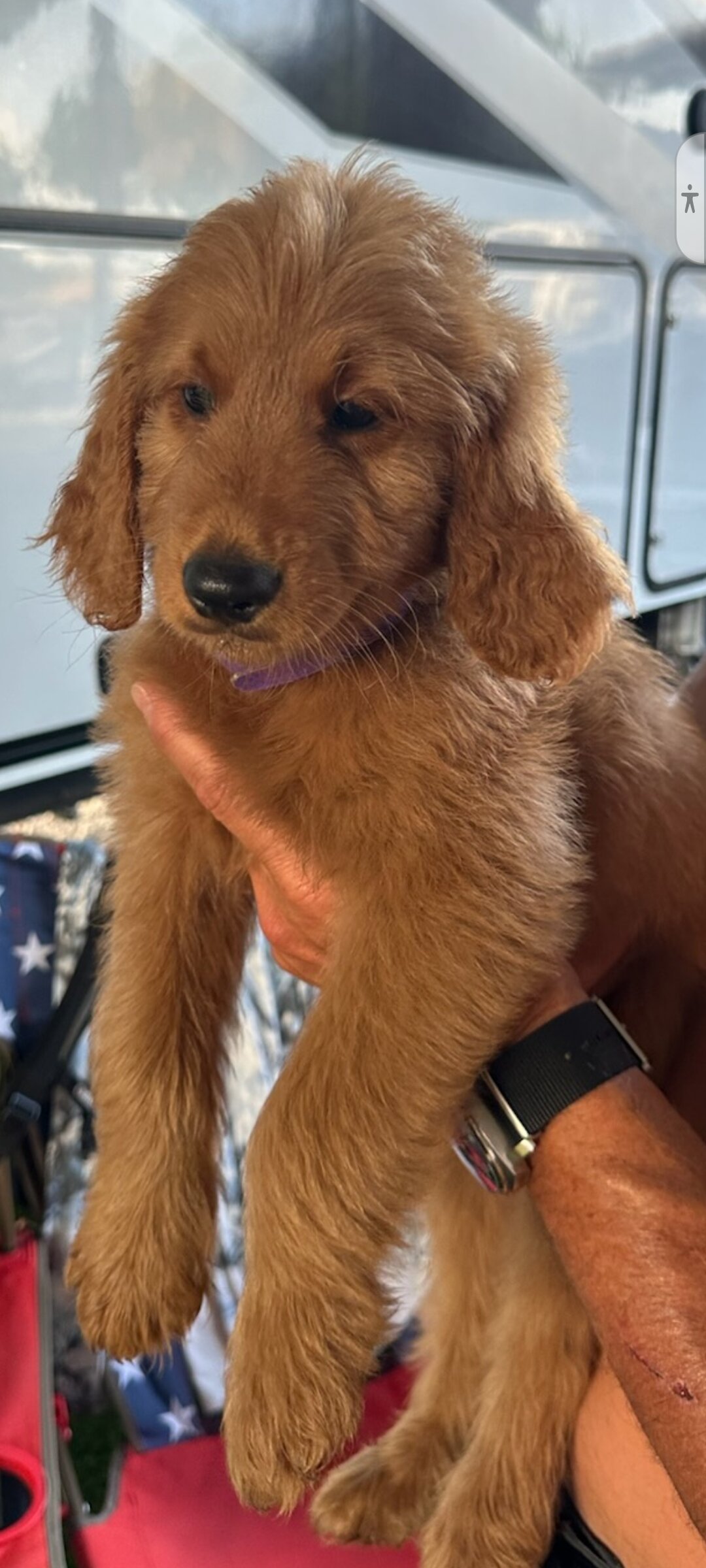Goldendoodle Puppy image 1