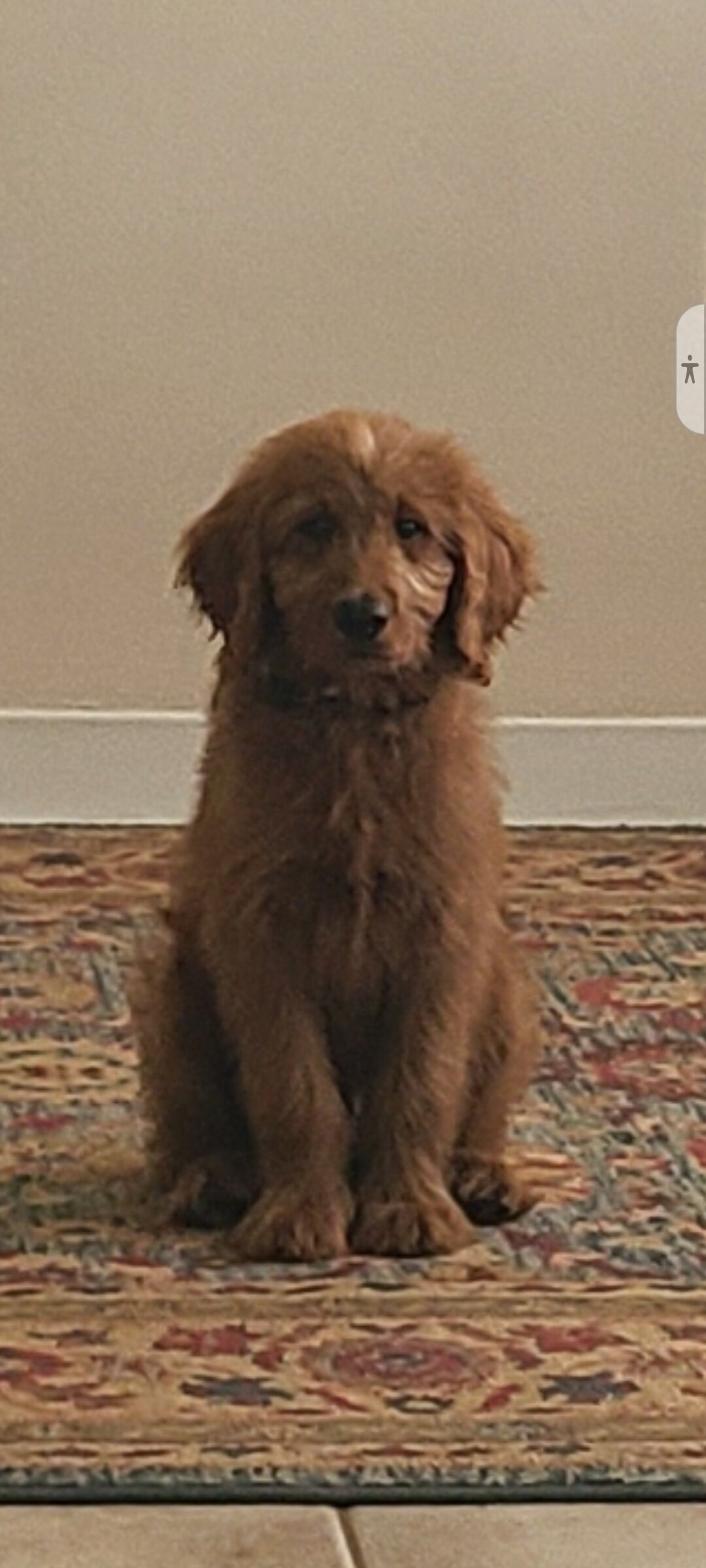 Goldendoodle Puppy image 3