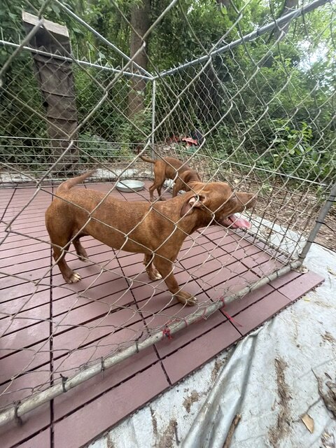Pure Breed luvable Pitty Puppies image 1