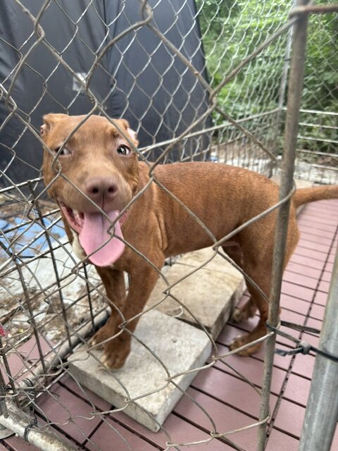 Pure Breed luvable Pitty Puppies image 2