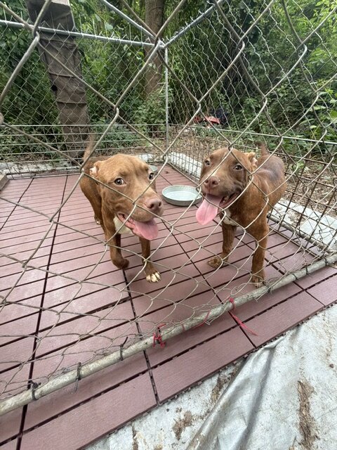 Pure Breed luvable Pitty Puppies image 3