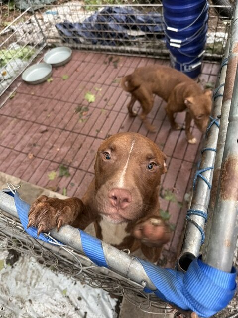 Pure Breed luvable Pitty Puppies image 4