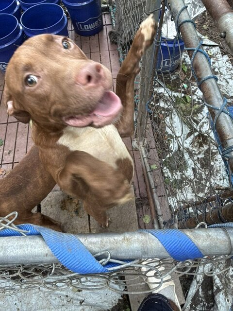 Pure Breed luvable Pitty Puppies image 5