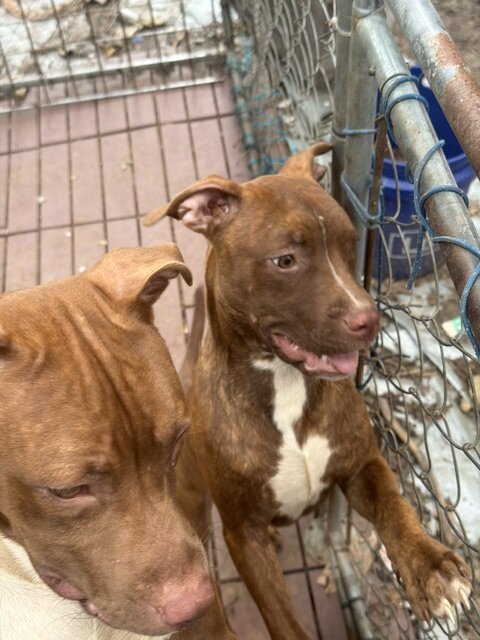 Pure Breed luvable Pitty Puppies image 6