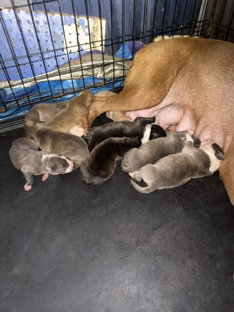 Sweet Cuddly Pure Breed Pitty Babbies image 10