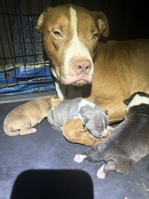 Sweet Cuddly Pure Breed Pitty Babbies image 9