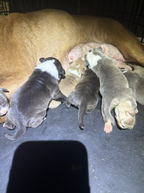 Sweet Cuddly Pure Breed Pitty Babbies image 8