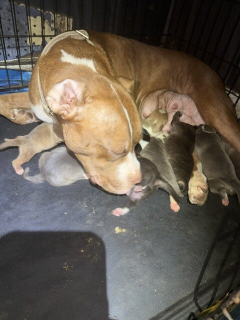 Sweet Cuddly Pure Breed Pitty Babbies image 7
