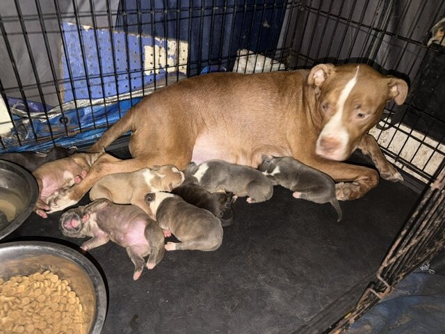 Sweet Cuddly Pure Breed Pitty Babbies image 6