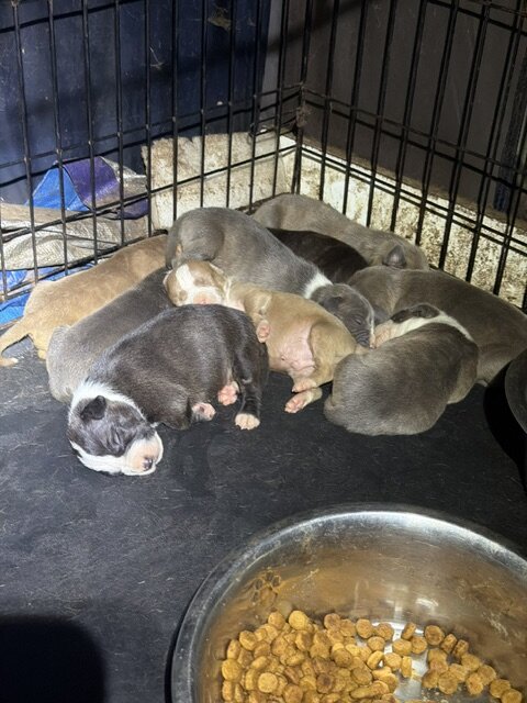 Sweet Cuddly Pure Breed Pitty Babbies image 5