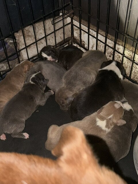 Sweet Cuddly Pure Breed Pitty Babbies image 1