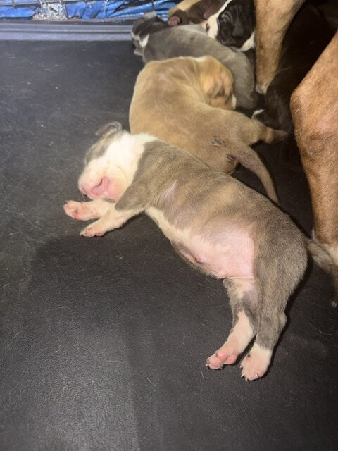 Sweet Cuddly Pure Breed Pitty Babbies image 4