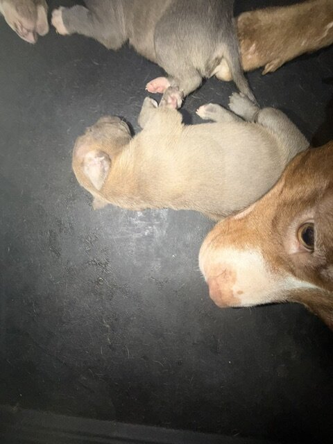 Sweet Cuddly Pure Breed Pitty Babbies image 3