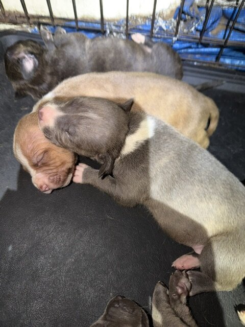 Sweet Cuddly Pure Breed Pitty Babbies image 2