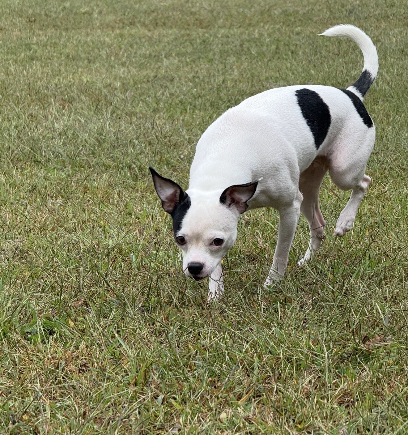 Intact Pair M/F Chihuahuas image 2