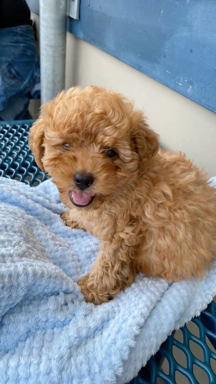 Poodles image 1