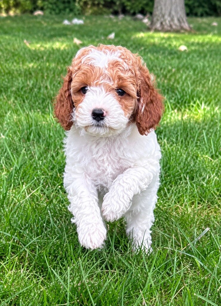 Cava poo Puppies image 5