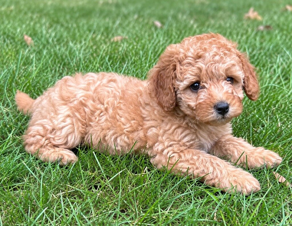 Cava poo Puppies image 3