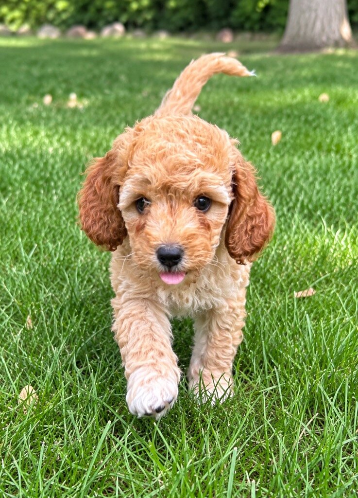 Cava poo Puppies image 10