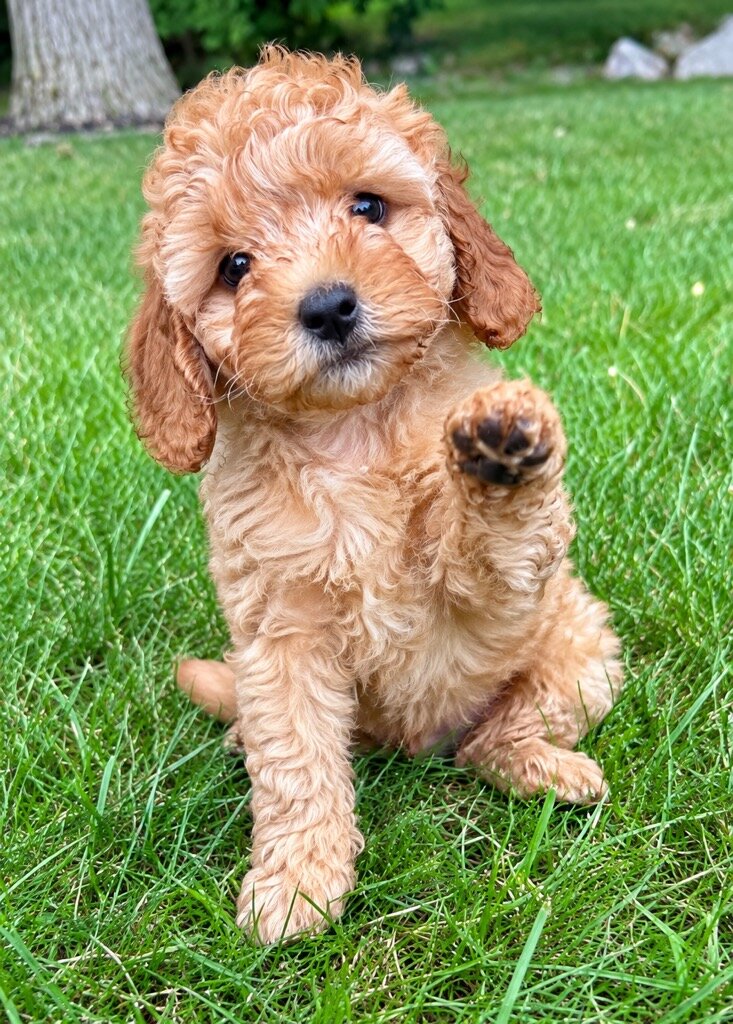 Cava poo Puppies image 2