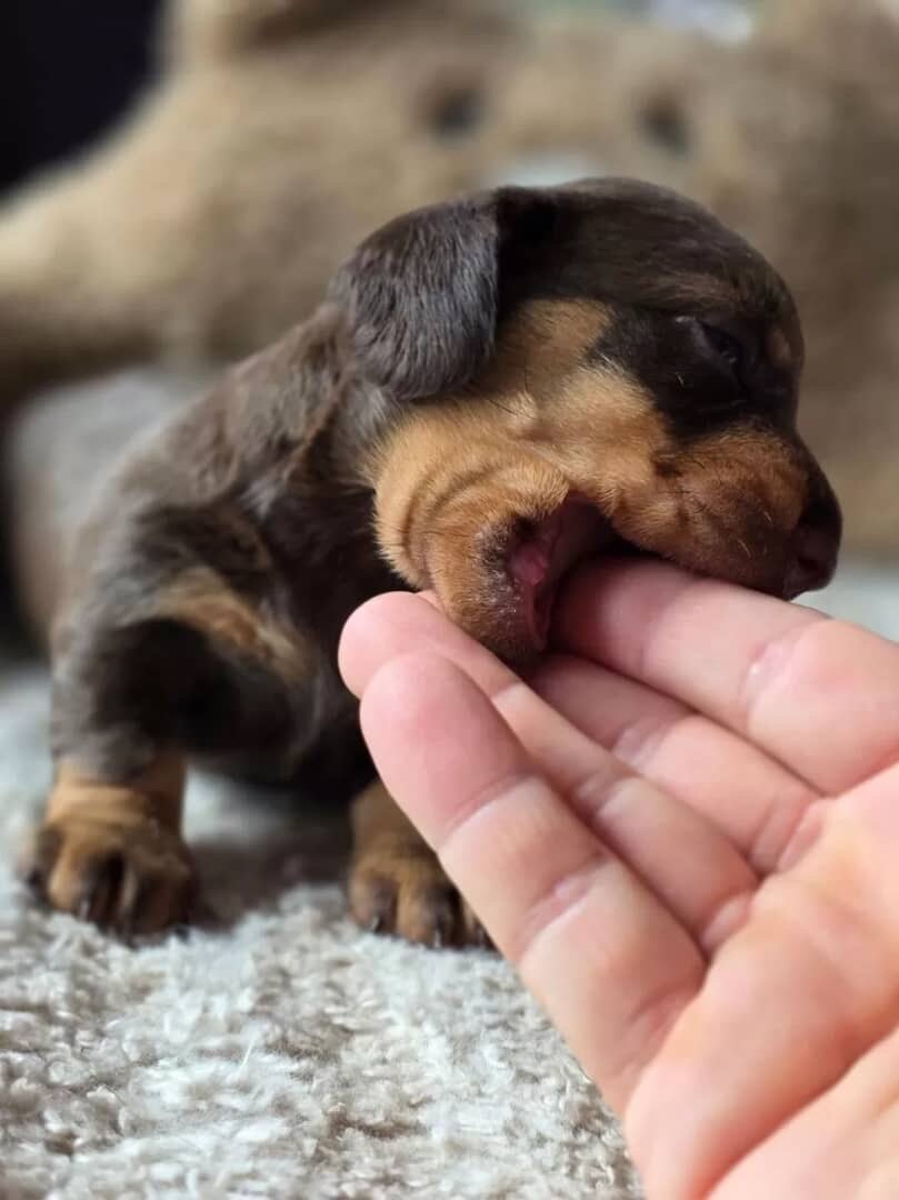 Dachshund image 5