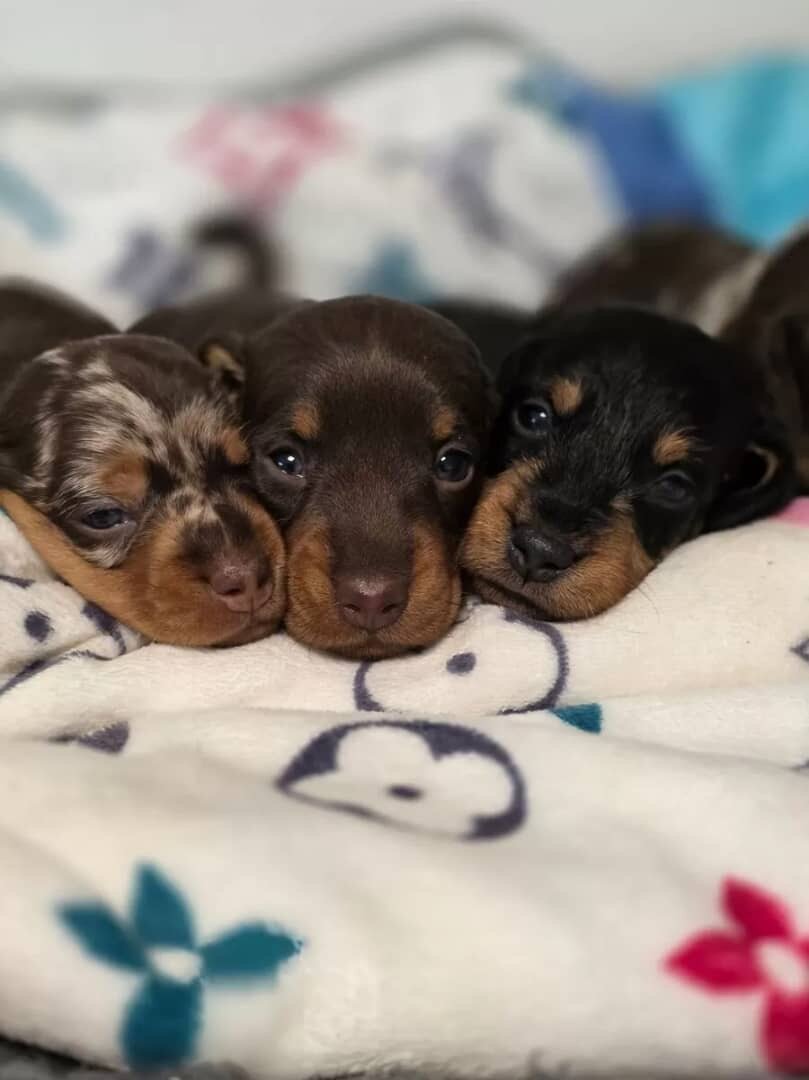 Dachshund image 6