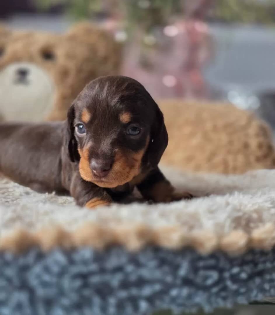 Dachshund image 3