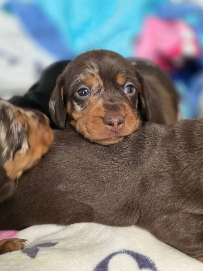 Dachshund image 2