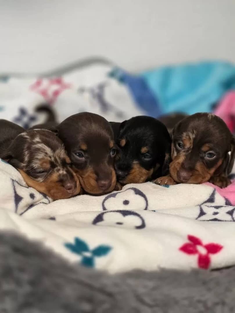 Dachshund image 4