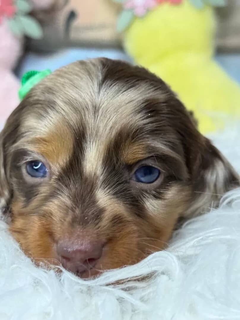 Dachshund image 1
