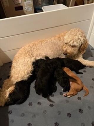 Golden Mountain Doodle Puppies image 2