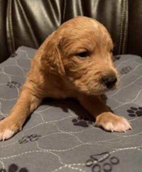 Golden Mountain Doodle Puppies image 3