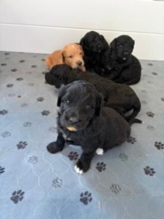 Golden Mountain Doodle Puppies image 1
