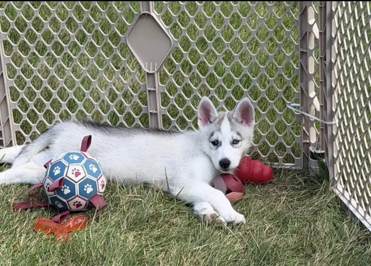 Siberian Husky Puppies image 2