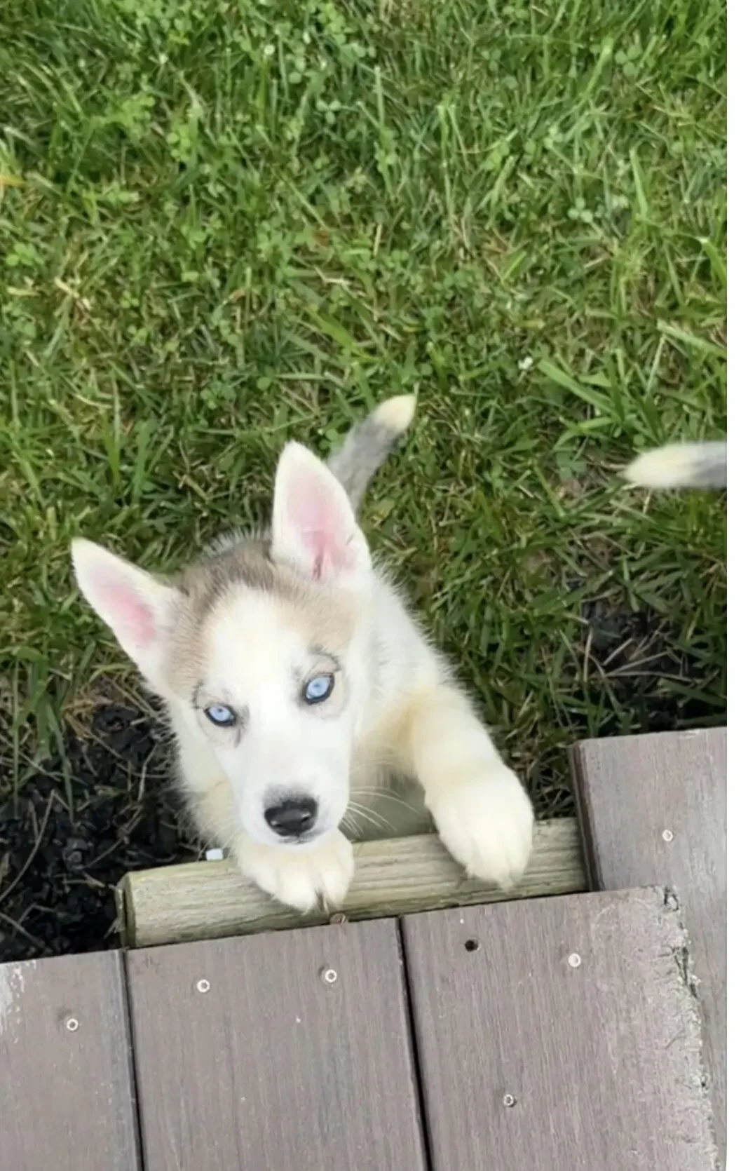 Siberian Husky Puppies image 3