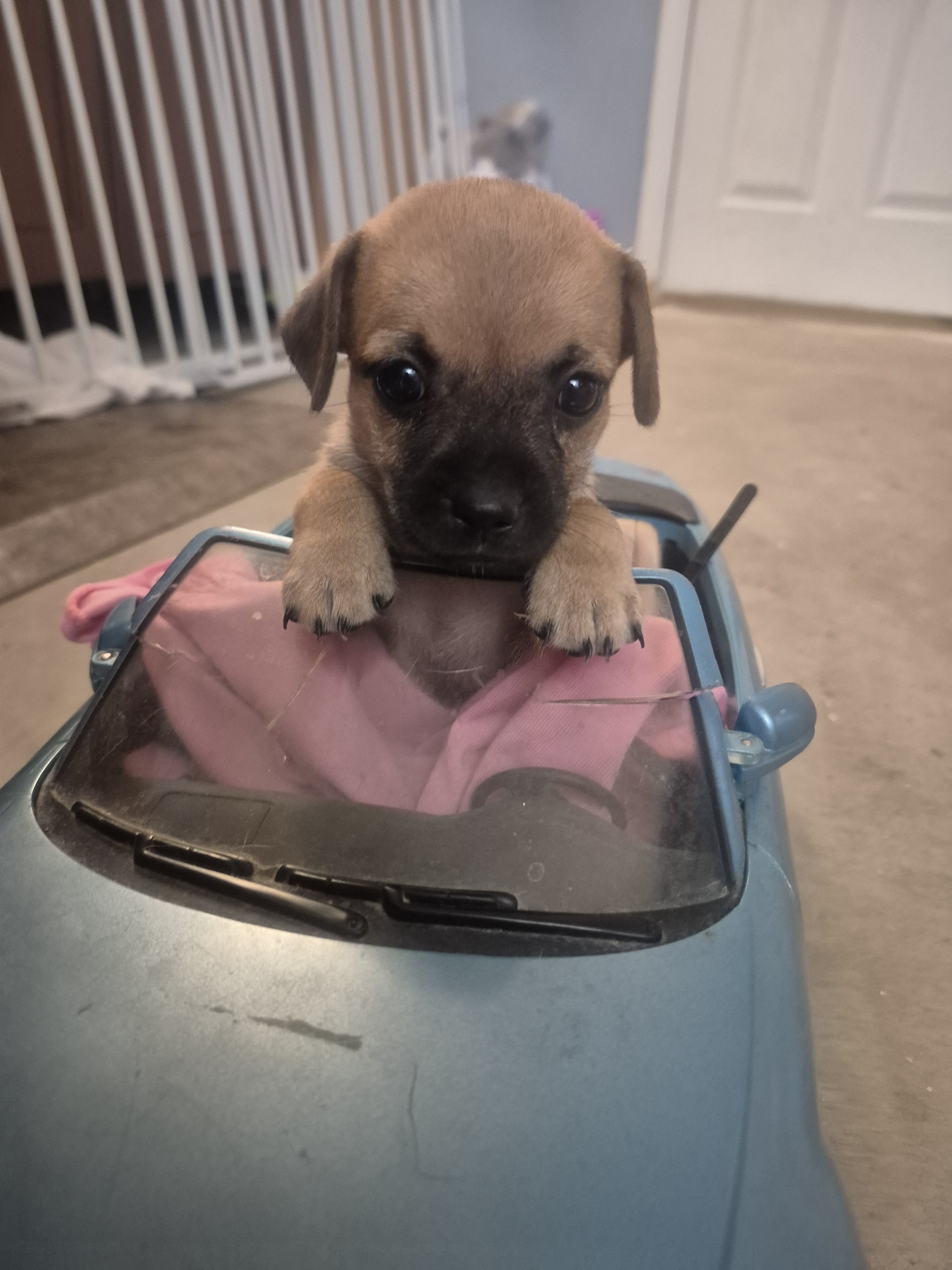 Puppies image 4
