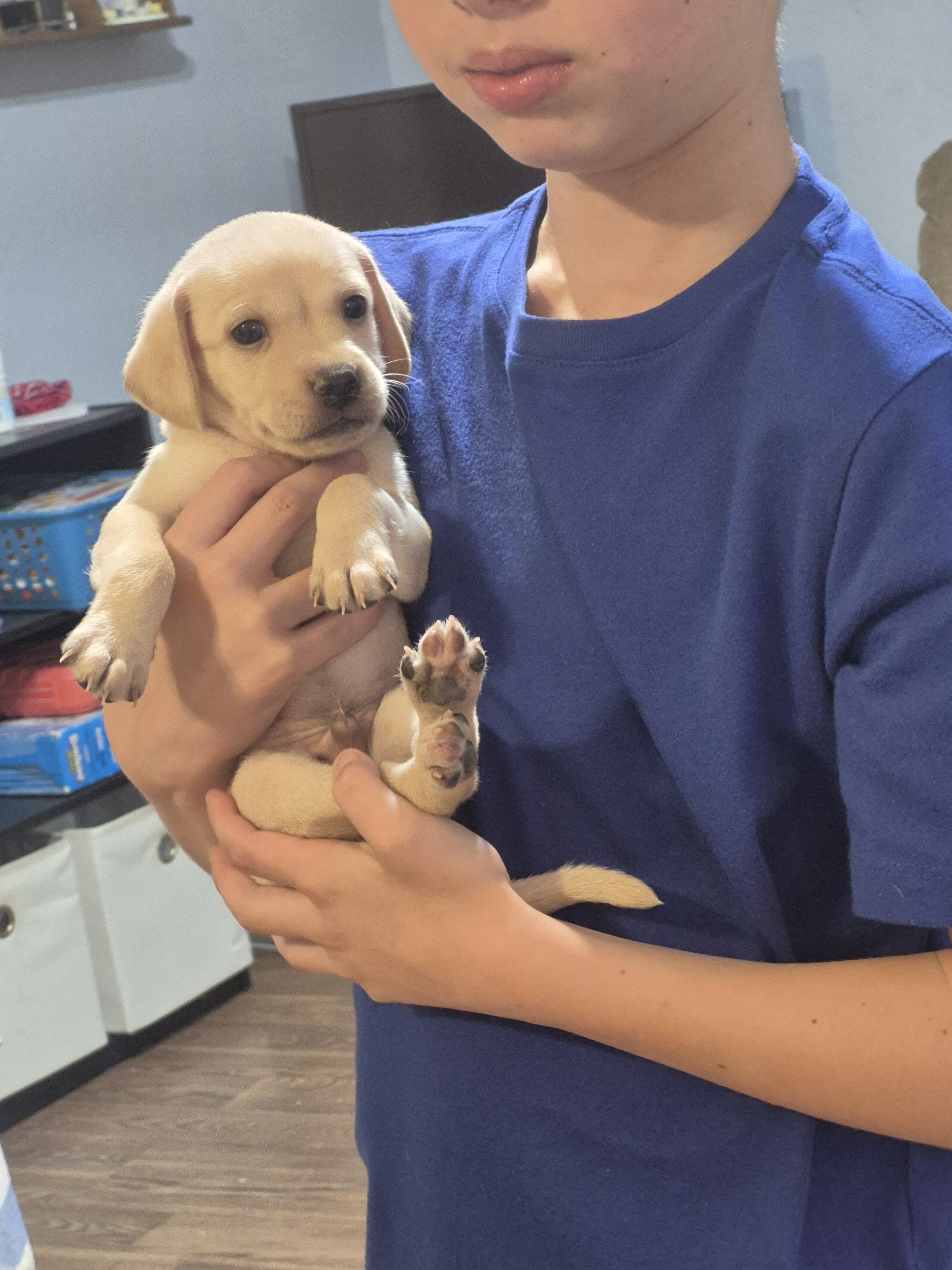 Puppies image 3