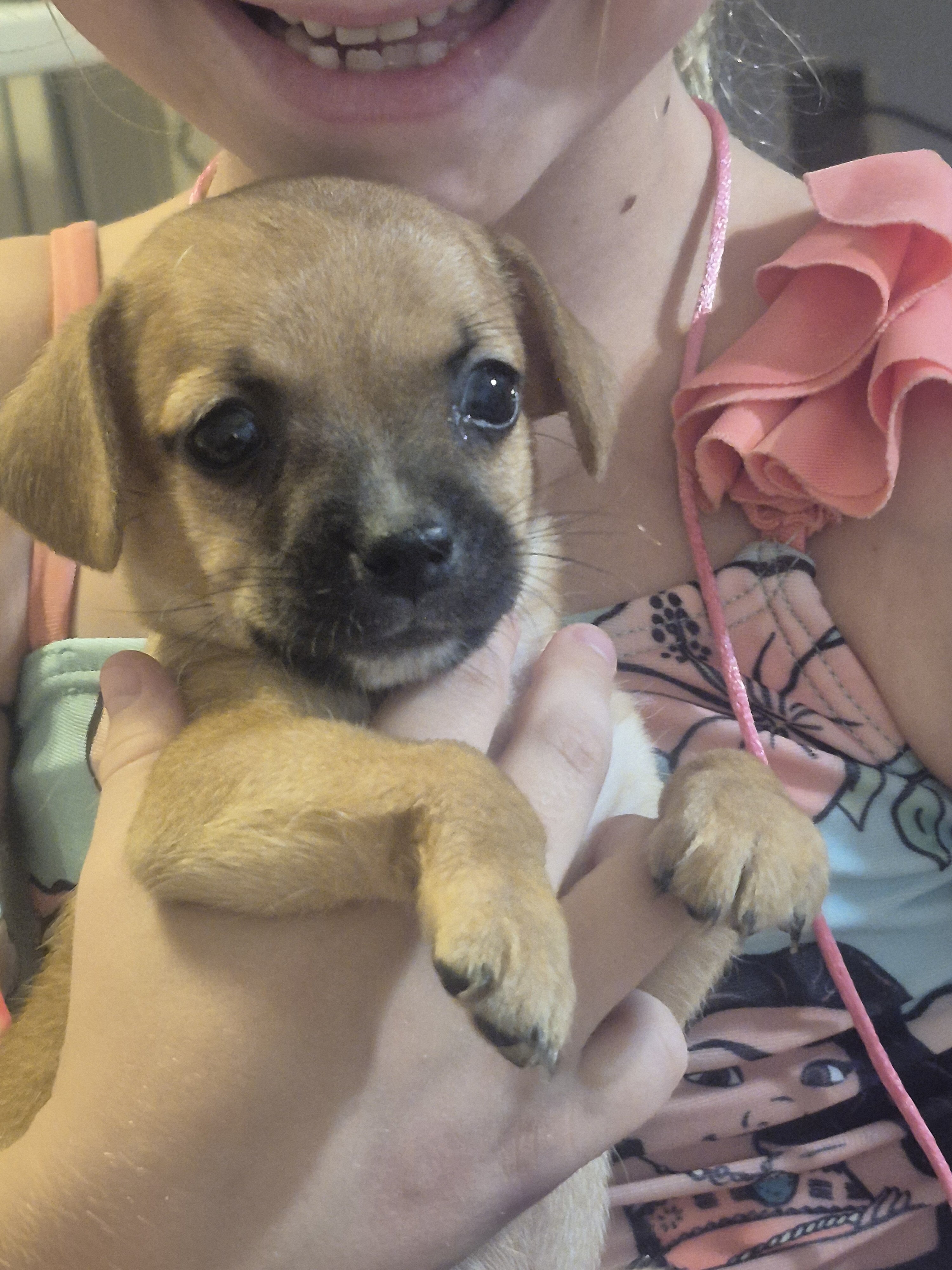 Puppies image 2