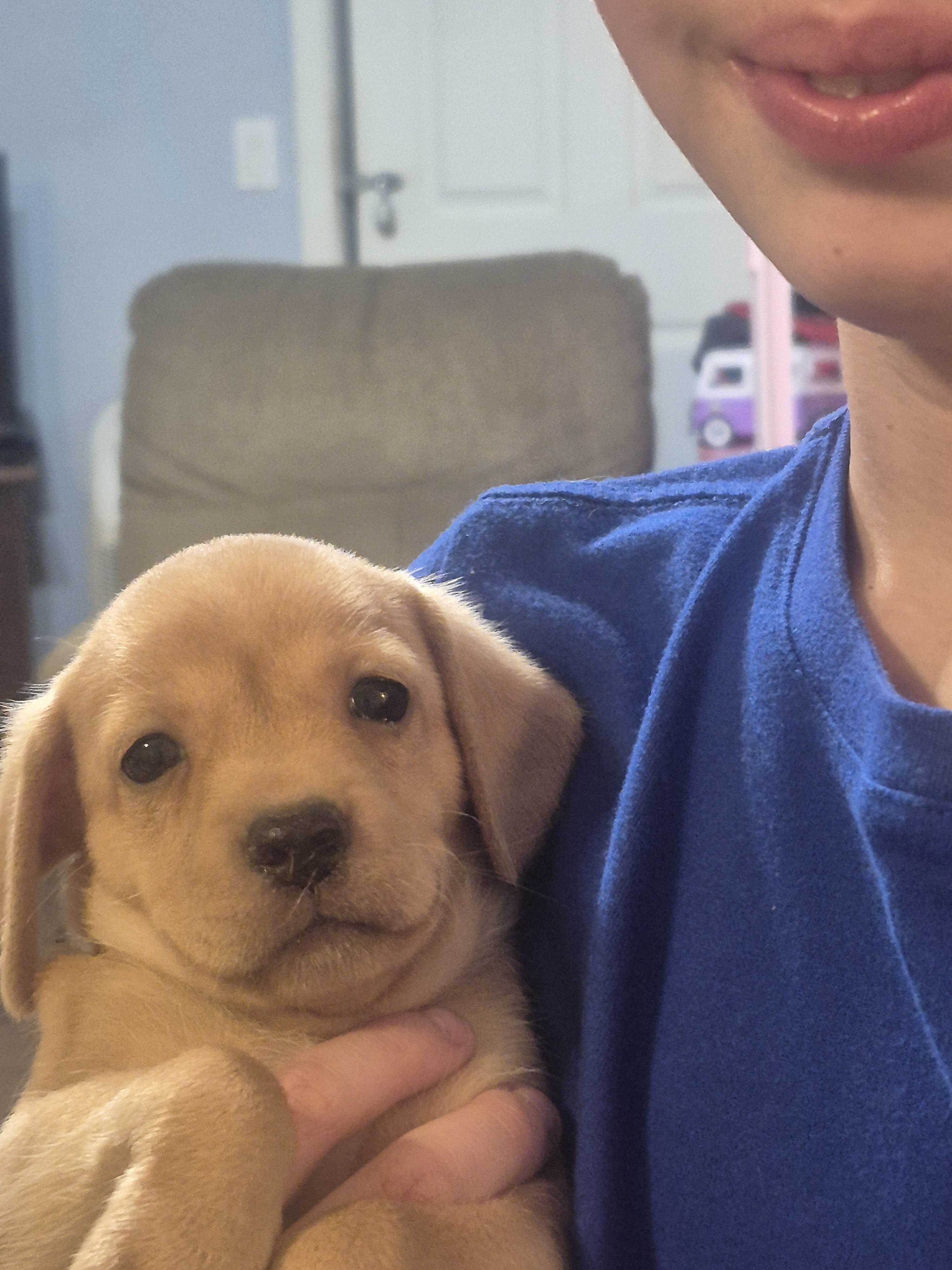 Puppies image 1