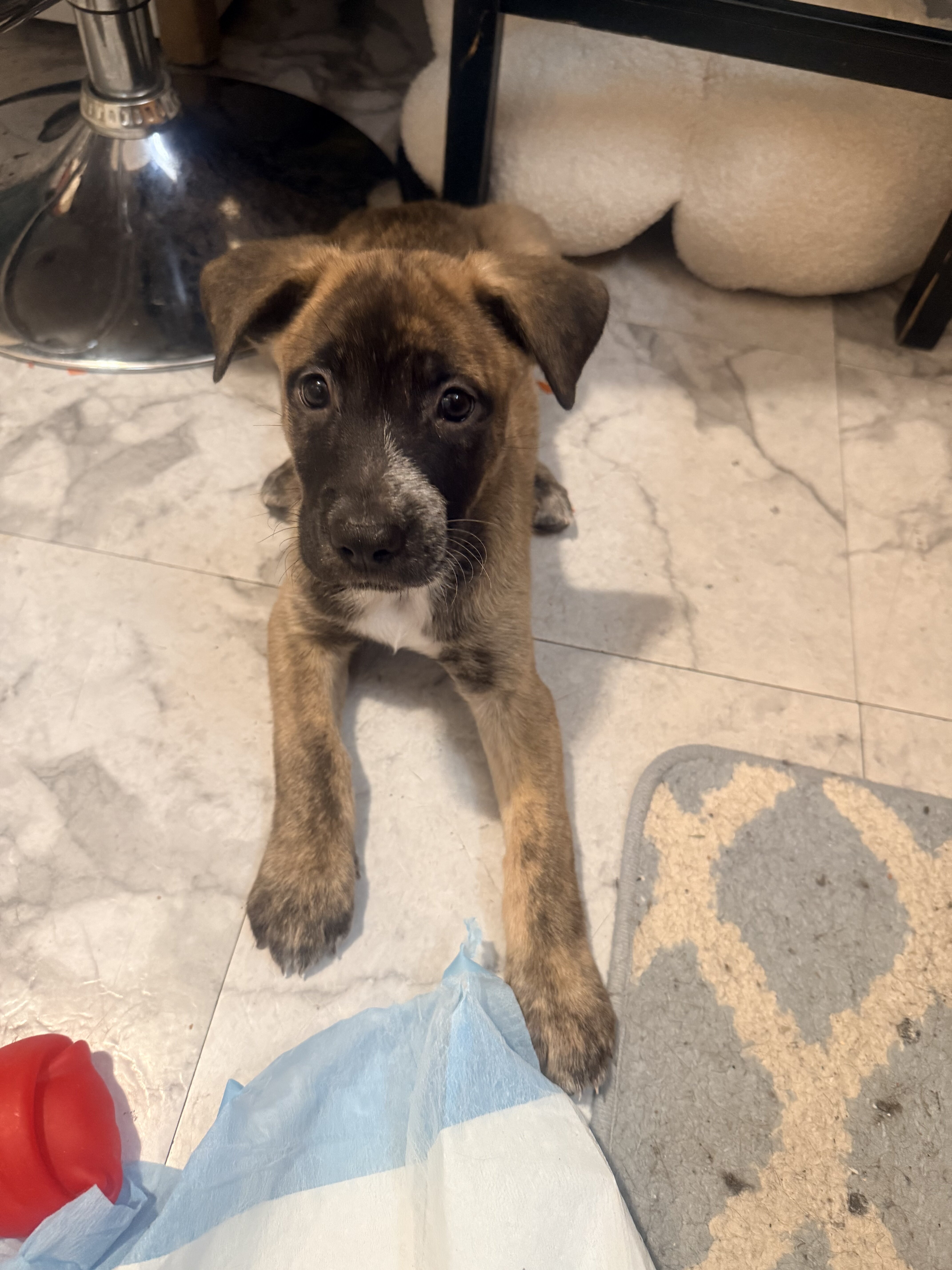 Puppies image 2