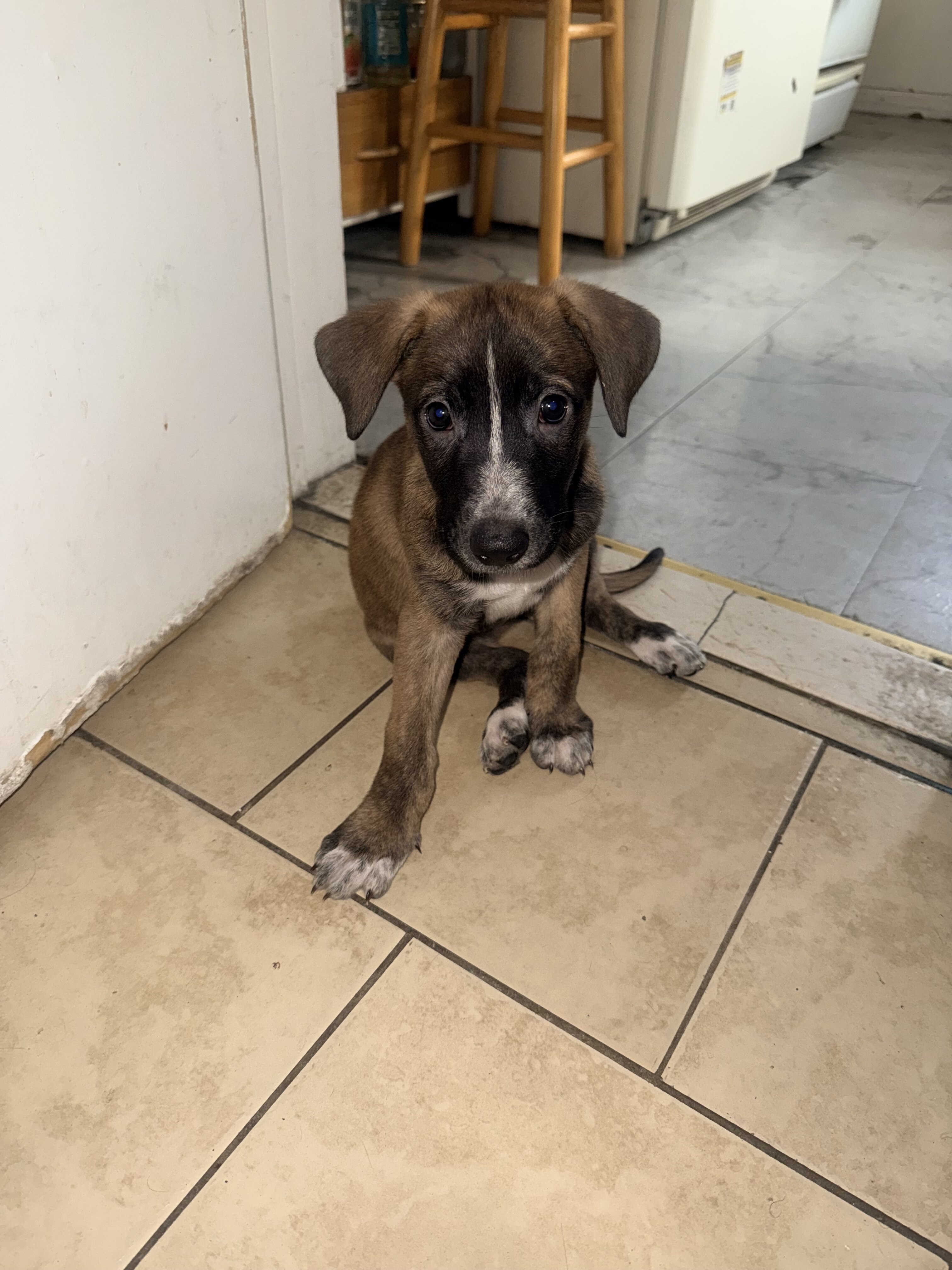 Puppies image 1