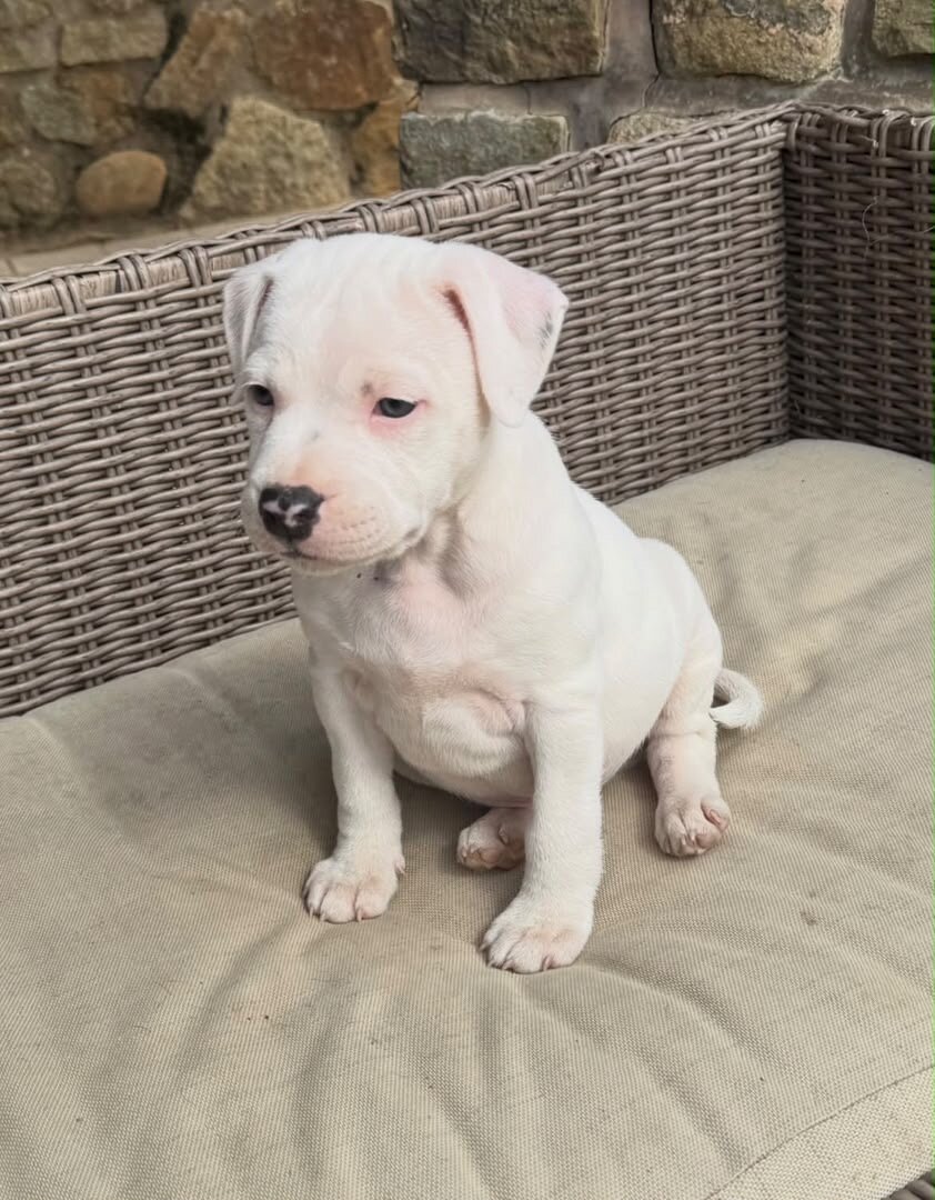 Little White Staffordshire Bull Terrier Puppy image 3