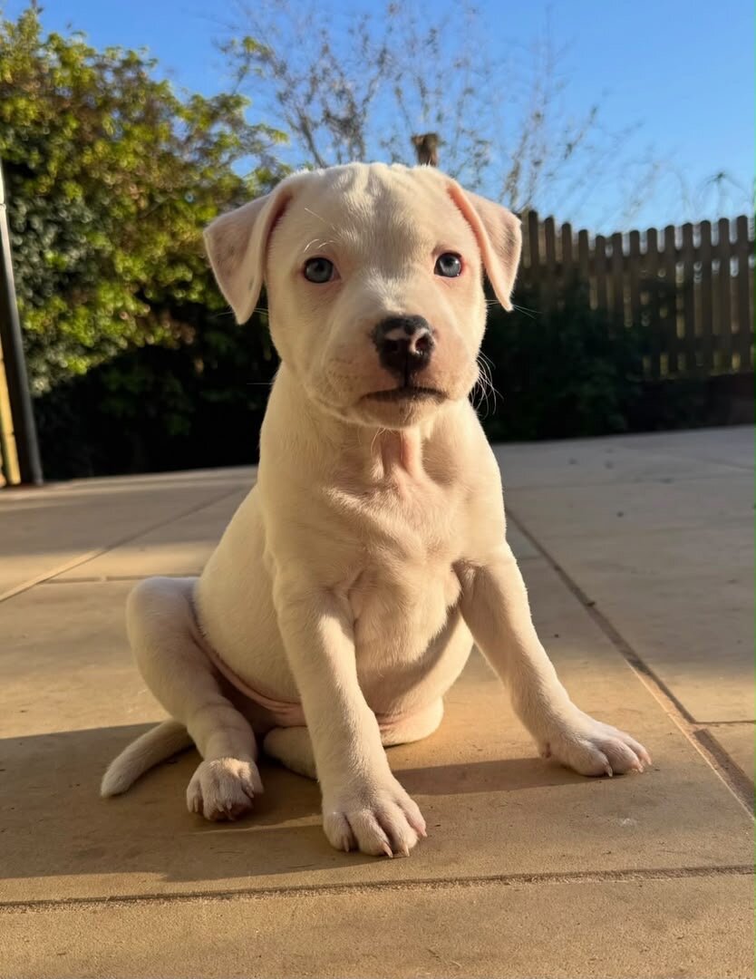 Little White Staffordshire Bull Terrier Puppy image 4